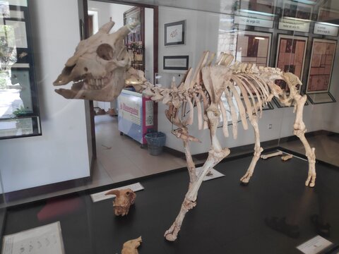 Miotragus balearicus