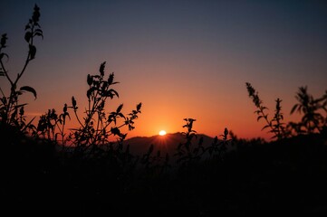 Silhouetted flora and peaks at dusk