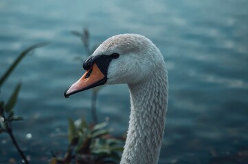 Obraz premium Graceful bird with curved neck by the water