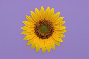 Obraz premium Bright sunflower embodying summer warmth on a violet backdrop, perfect for themes of nutritious seeds and floral nature in marketing or greeting cards.