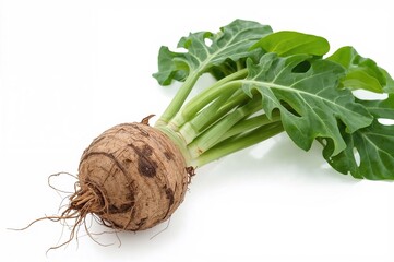 Taro root, scientifically named Colocasia esculenta, serves as a staple food in various cultures across multiple continents.