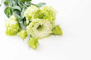 トルコキキョウ　白バック