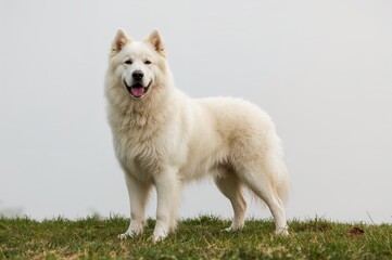 Upright Maremma Sheepdog Pose