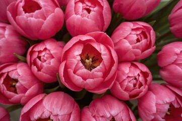 Romantic bouquet of soft pink tulips from above, close-up flower arrangement, ideal for love-themed postcards