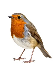 European Robin portrait