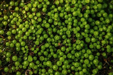 Close-up of vibrant green moss and liverwort in woodland setting