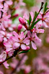 Blossoming cherry tree branches display delicate pink flowers during springtime season in a vibrant natural setting