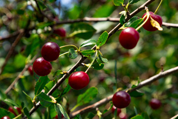 Fresh cherries hang from lush green branches under bright sunlight in a vibrant orchard during the peak harvest season