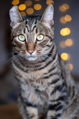 A beautiful cat with a tiger color