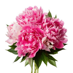 Obraz premium Peony flower bouquet, isolated on white and transparent background.