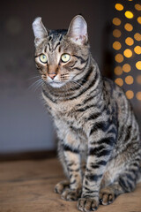 A beautiful cat with a tiger color