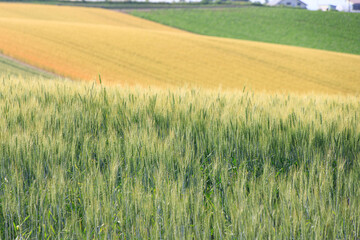 Golden Wheat Field and Green Layers in the Hokkaido Countryside, Biei, Japan
