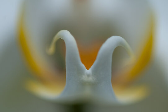Macro-Flor