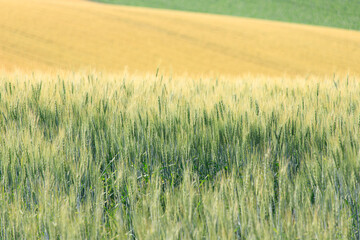 Golden Wheat Field and Green Layers in the Hokkaido Countryside, Biei, Japan
