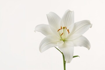 Fototapeta premium White lily bloom isolated on a pure white backdrop, showcasing natural floral elegance