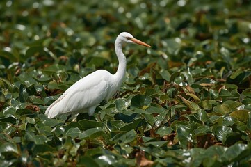 Fototapeta premium White heron standing in an open meadow