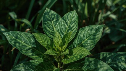 Health Benefits of the White Ginger Plant