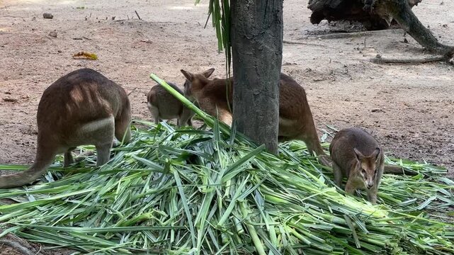 A group of Agile Wallabies Macropus agilis eating a pile of green grass on dirt ground. The marsupials forage together in their enclosure at Zoo Negara Malaysia.