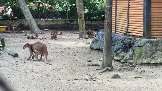 An Agile Wallaby Macropus agilis walking across a dirt enclosure. Captured from a side back view shows its natural movement and posture at Zoo Negara Malaysia.