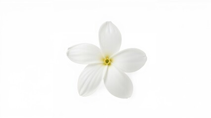 Isolated white jasmine blossom on a plain white backdrop