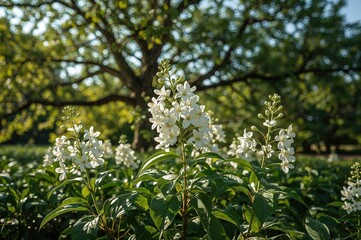 Gentle white flowers bathed in sunlight