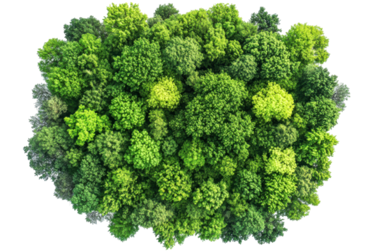 Close up of a textured green moss clump isolated on transparent background. Drone view over green forest isolated on white background.