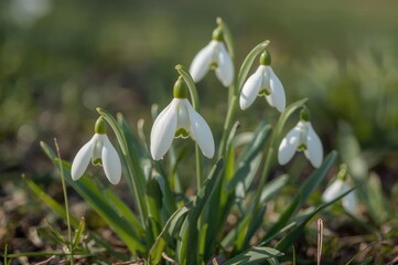 Fototapeta premium Galanthus Nivalis: The Typical Snowdrop Blossoms