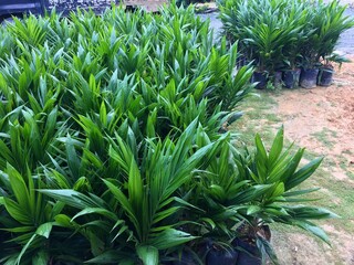 Obraz premium Palm Oil Seedling or Nursery in Central Kalimantan, Borneo, Indonesia