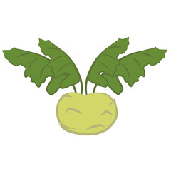 Illustration of kohlrabi vegetable with leaves. For use in materials about healthy eating.