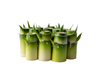 Heart in Hands Symbol of Love, Care, and Support Presented in Close-Up