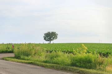 Lone Tree in Cultivated Field Beside Country Road Under Clear Sky