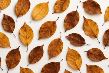 Naklejka premium Declining Fall Leaves