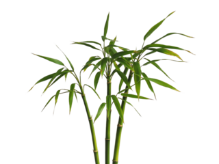 Serene green bamboo stalks with fresh leaves isolated on a white backdrop