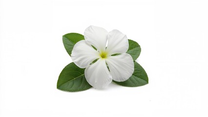 Creamy pink periwinkle