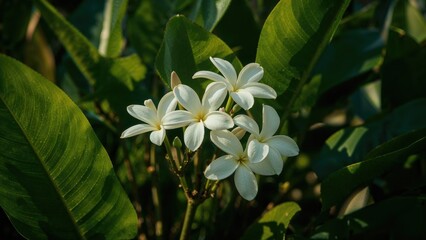Fresh white plumeria blooms nestled in verdant leaves