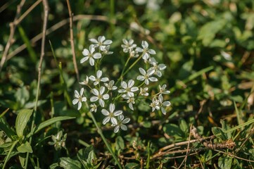 Tiny White Blossoms Unfolding Amid Lush Greenery