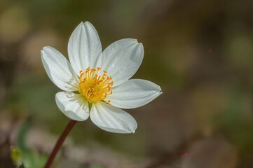 Springtime bloom of white crocus flowers in nature