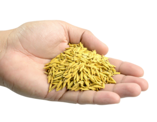 Hand Holding Ripe Paddy Grains, Harvest Concept, isolated transparent background png