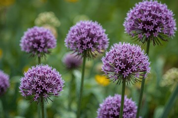 Fototapeta premium Close-up of purple ornamental onion blossoms with shallow focus and space for text