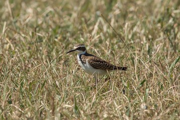 The spotted thick-knee, a stone-curlew from the Burhinidae family, is found in tropical zones of central and southern Africa, and is also called the spotted dikkop or Cape thick-knee.