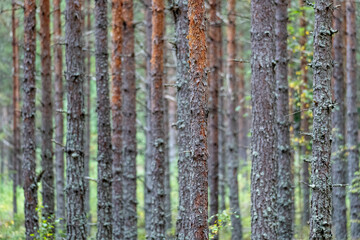 Obraz premium Close up of pine tree trunks in dense forest creating natural pattern and texture, woodland landscape background for design, wallpaper and meditation