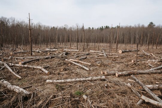Cleared land strewn with cut tree logs, indicating recent logging operations. Bare trees border the site, with a distant view of empty, desolate terrain. - Powered by Adobe