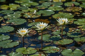 Three Water Lilies in Bloom