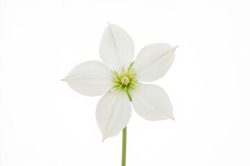 Fototapeta premium Large-flowered Trillium blossom on a white backdrop