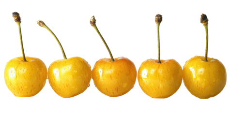 Row of five yellow cherries, close-up.  Each plump, round, yellow fruit with a reddish-pink blush, sits atop a stem.  Crisp, glossy skin, and perfect alignment