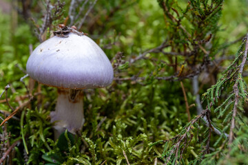 Close up of wild purple mushroom growing on green moss forest floor, natural fungi macro detail in woodland for foraging, eco design and nature background