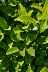 High-resolution image of vibrant green leaves, perfect for nature, botany, and spring themes. Ideal for backgrounds and textures.