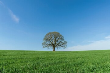 Lone tree in a grassy meadow