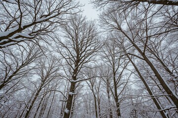 Fototapeta premium Snow-covered trees and branches during a chilly winter day in a woodland