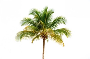 A vibrant green tropical tree rises amidst pristine white sand, showcasing a refreshing natural pattern and texture.